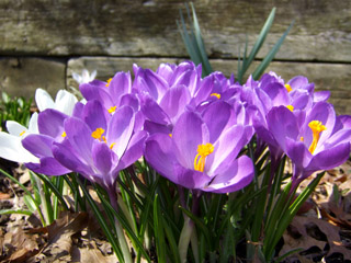 spring-crocuses